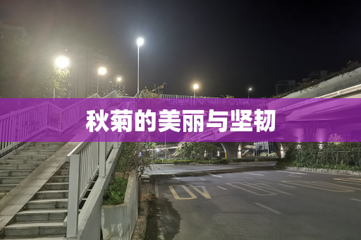 秋菊的美丽与坚韧