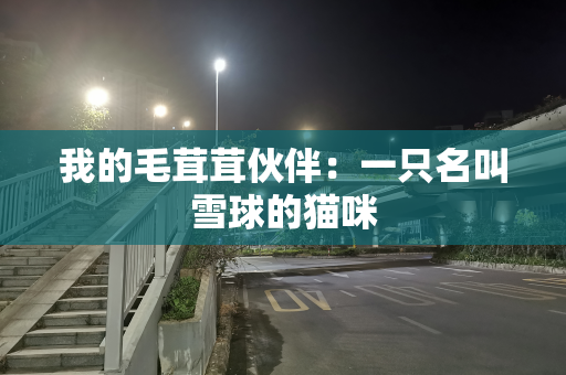 我的毛茸茸伙伴：一只名叫雪球的猫咪