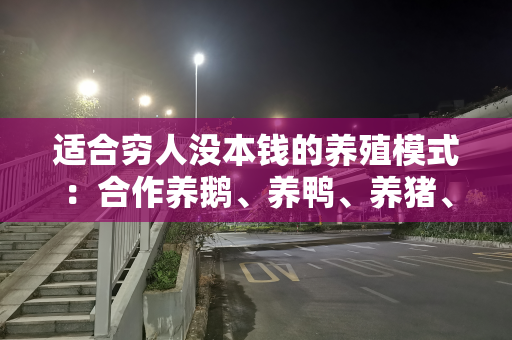 适合穷人没本钱的养殖模式：合作养鹅、养鸭、养猪、养鸡