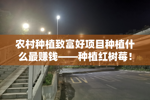 农村种植致富好项目种植什么最赚钱——种植红树莓！