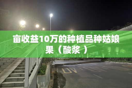 亩收益10万的种植品种姑娘果（酸浆 ）