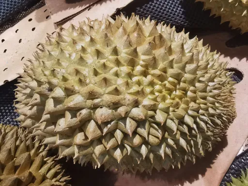 榴蓮排骨湯:烹飪做法以及食用禁忌 第1张 榴蓮排骨湯:烹飪做法以及食用禁忌 第1张